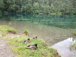 Oberstdorf 2012: Enten am kristallklaren und türkisfarbenen Wasser des Christlessee bei Oberstdorf Enten am kristallklaren und türkisfarbenen Wasser des Christlessee bei Oberstdorf