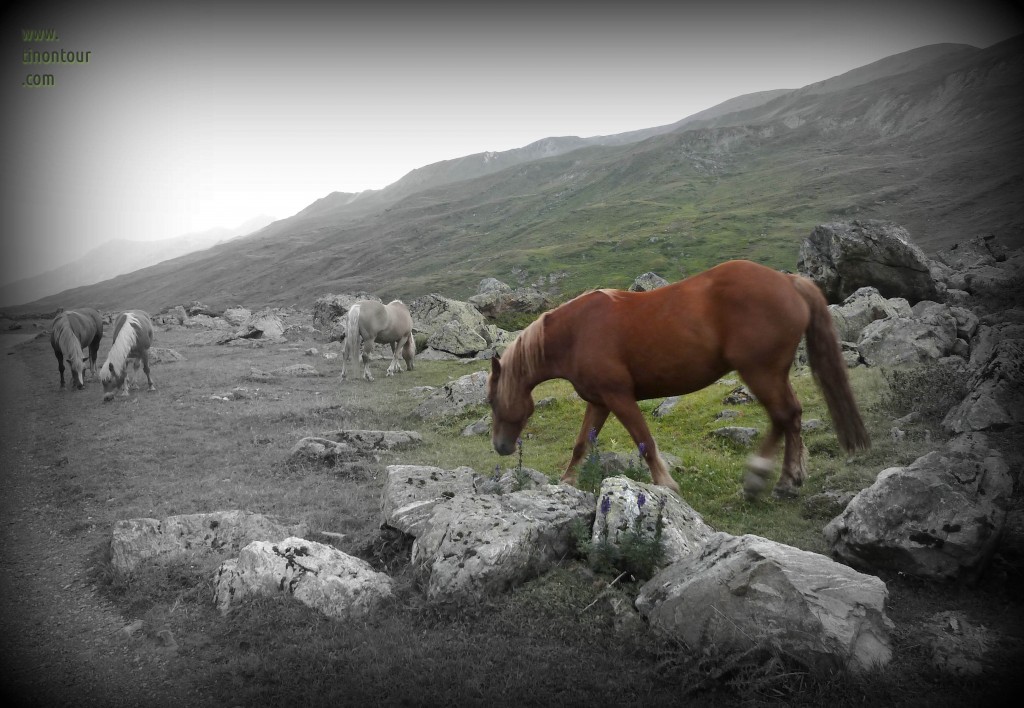 silvretta-2012-tag1-P1030257 Da steht ein Pferd auf dem Berg, ja ja ein Pferd auf dem Berg ...