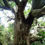 Großer Baum