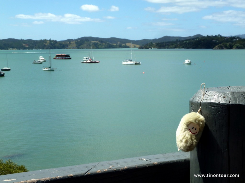 Puffbohne am Hafen von Paihia