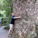 Tino umarmt einen Kauri Baum