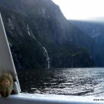 Puffbohne im Milford Sound