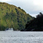 Delphine im Milford Sound