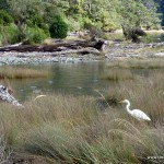 Vogelparadies am Milford Sound