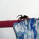 Das war eine kleine Überraschung im Raum: haben abends das Zimmer betreten und da saß das handflächengroße Exemplar von Spinne. Im Interesse der Nachtruhe beschloss ich das zu verschweigen, hoffte schnell einzuschlafen und ohne Spinne im Bett aufzuwachen und zeigte das Foto meinem Mitbewohner erst am nächsten Morgen.
