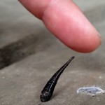Das ist doch mal eine schöne Aufnahme eines dieser tollen Blutegel vor meinem Finger. So klein und verdammt wendig und schnell erklimmen sie den Schuh und finden den Weg das Bein hinauf oder in den Schuh ... dann können sie verdammt dick und eklig werden.