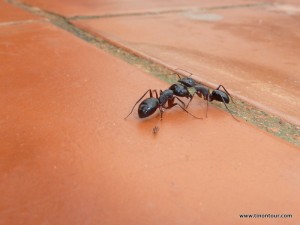 Zwei dieser riesigen Ameisen hier im Kampf - am Hinterfuß der linken Ameise sind man auch eine der bei uns so üblichen Ameisen (Größenvergleich)