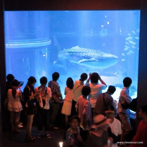 Das KAIYUKAN – Osaka Aquarium zählt zu einem der schönsten Aquerien weltweit