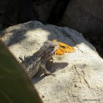 leckeres Mittagessen für diesen kleinen Gecko