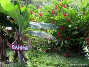 Liebevolle Beschriftung an Bäumen und Sträuchern - zugegeben einen Bananenbaum hätte ich auch so erkannt *gg*